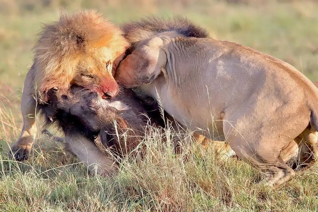 Two lions eating their prey at Masai Mara National Reserve