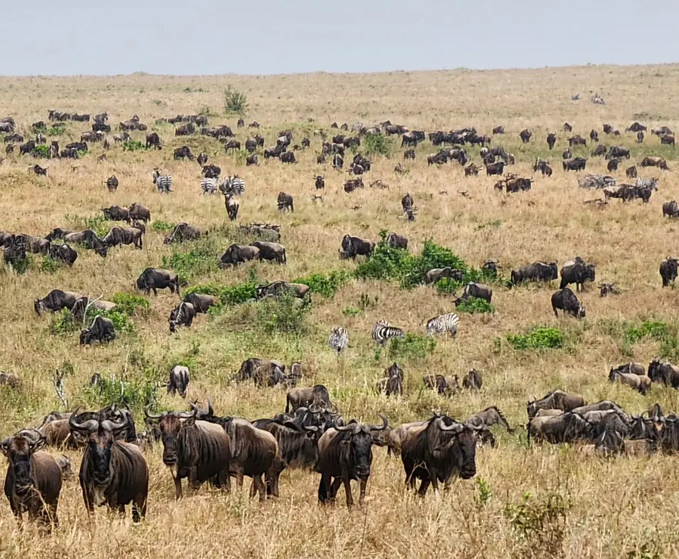 wildebeest and zebras visible during combined Kenya and Tanzania safari tours