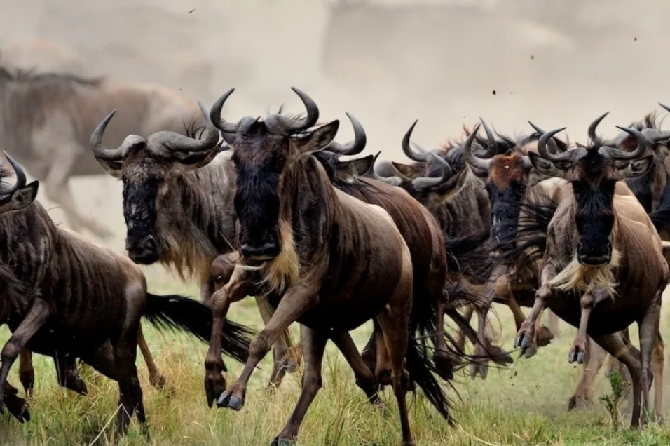photo of wildebeests in masai mara