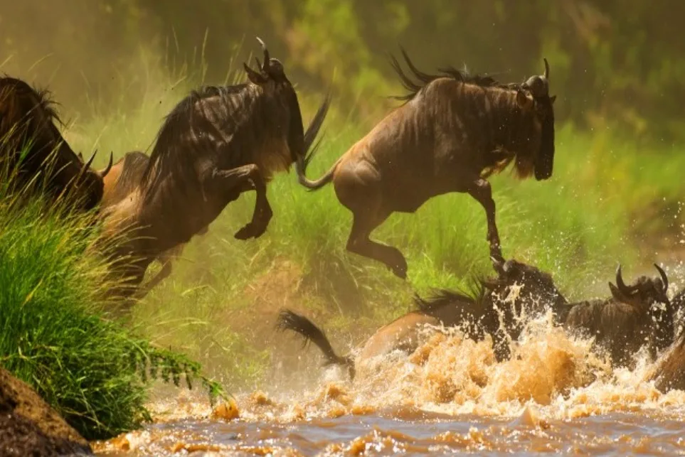 wildebeest migration 2025 in Kenya