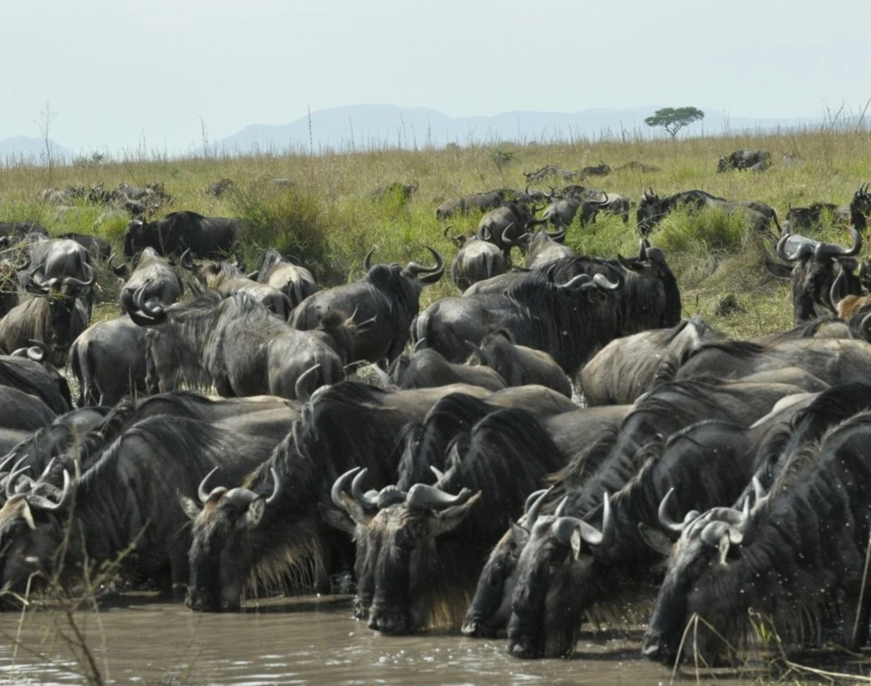 Wildebeests migrating across the mara river at masai mara national reserve