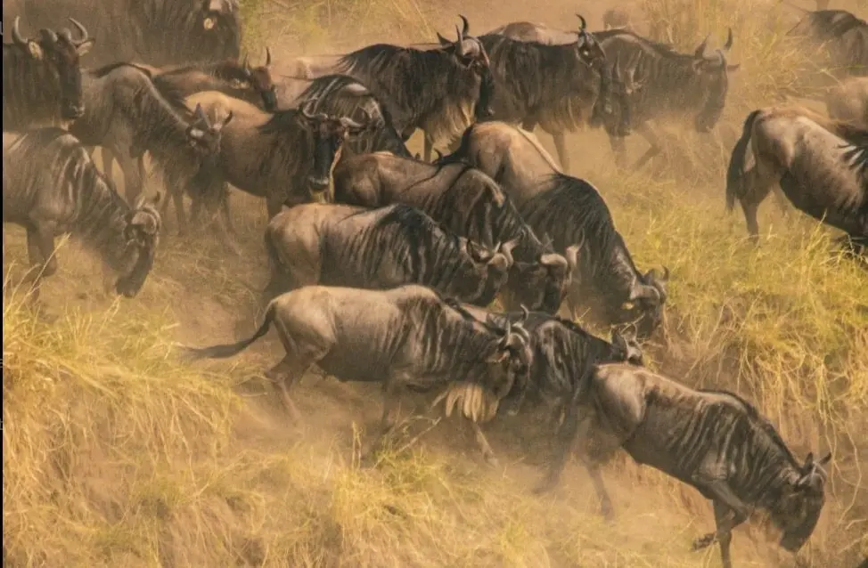 Wildebeests crossing mara river during the great wildebeest migration at masai mara Kenya