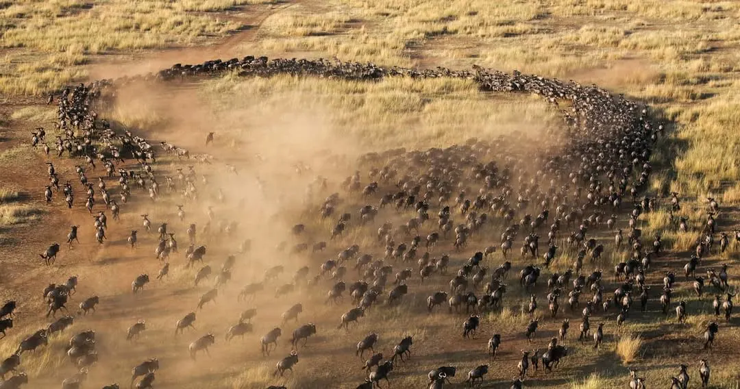 Wildebeest Migration 2025