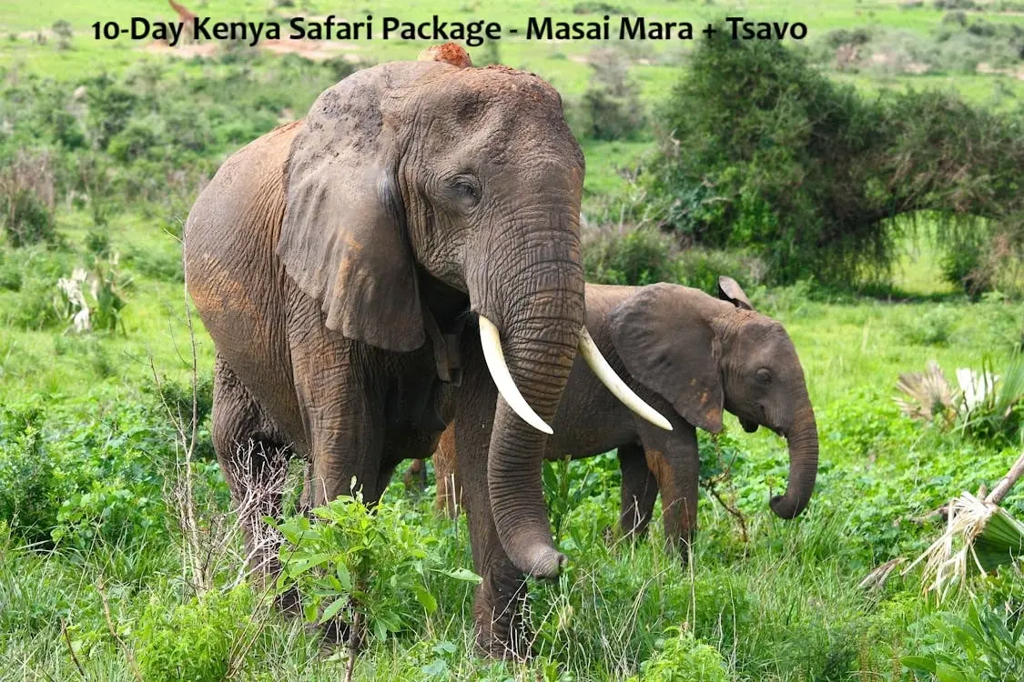 10 Days Masai Mara +Tsavo Safari Package from Nairobi