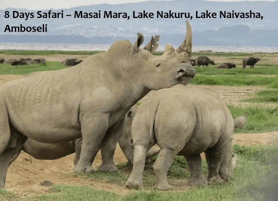 8 Days Safari – Masai Mara, Lake Nakuru, Lake Naivasha, Amboseli