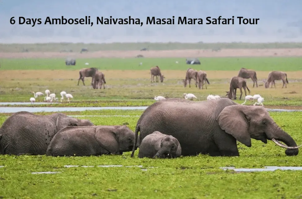 6 Days Amboseli, Naivasha, Masai Mara Safari Tour