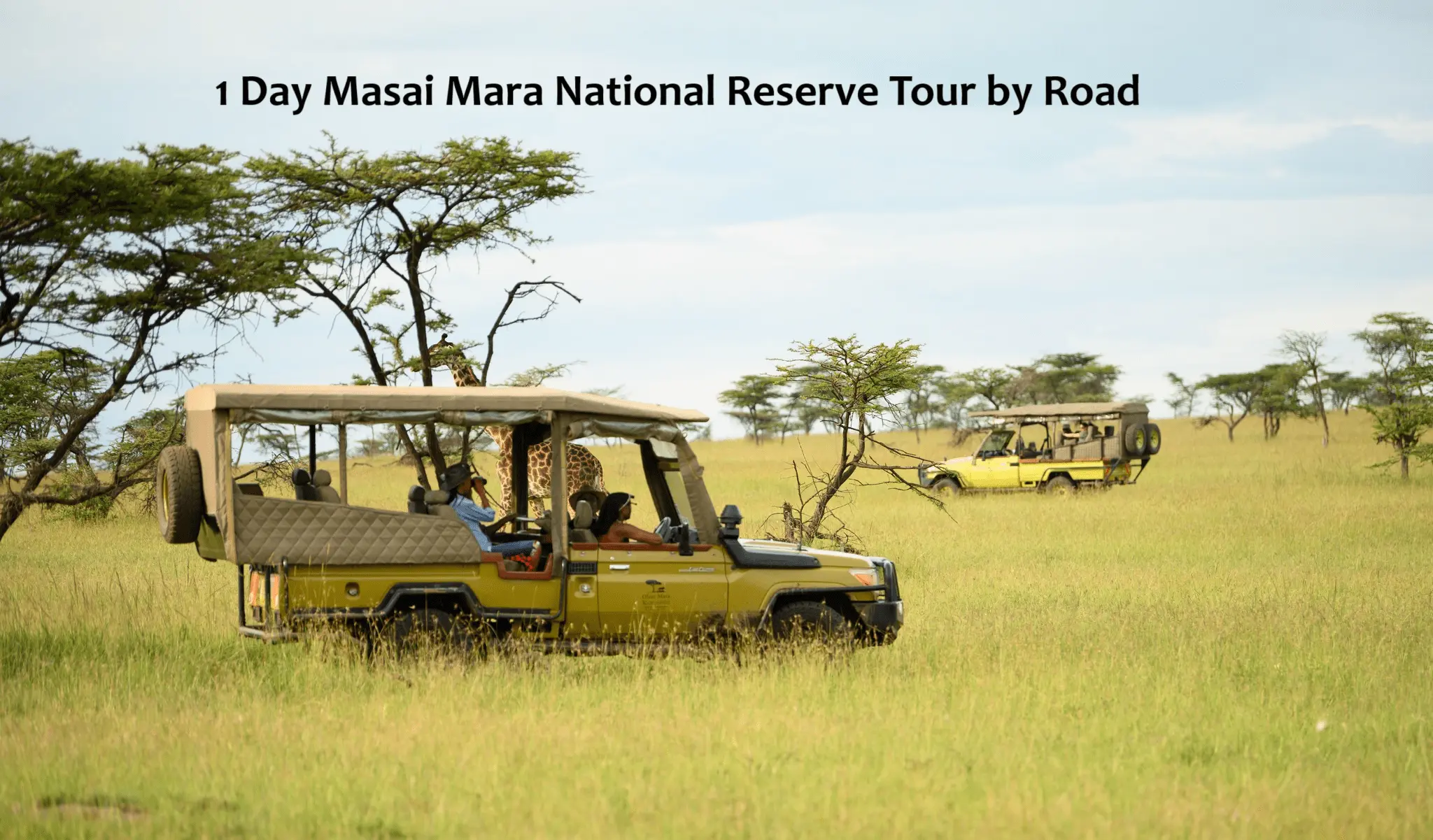 1 Day Masai Mara National Reserve Tour by Road