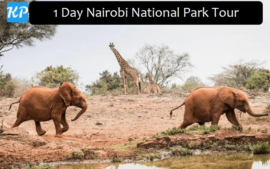 1 Day Nairobi National Park Safari Tour Package