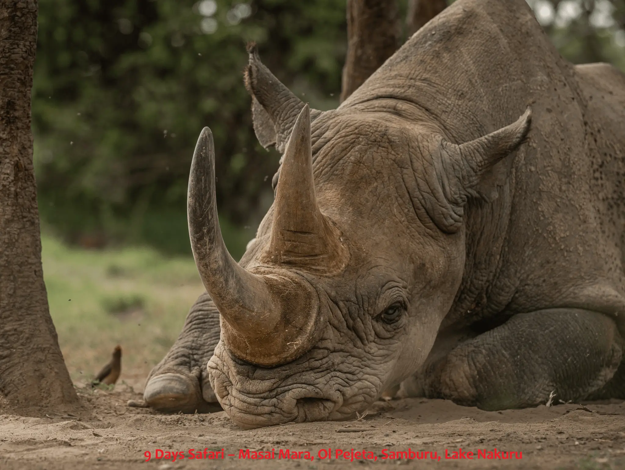 9 Days Safari – Masai Mara, Ol Pejeta, Samburu, Lake Nakuru image