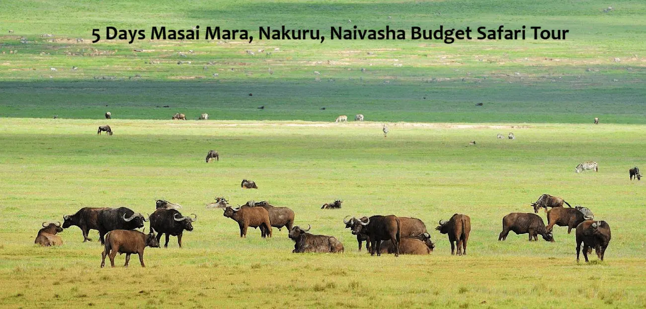 5 Days Masai Mara, Nakuru, Naivasha Budget Safari Tour